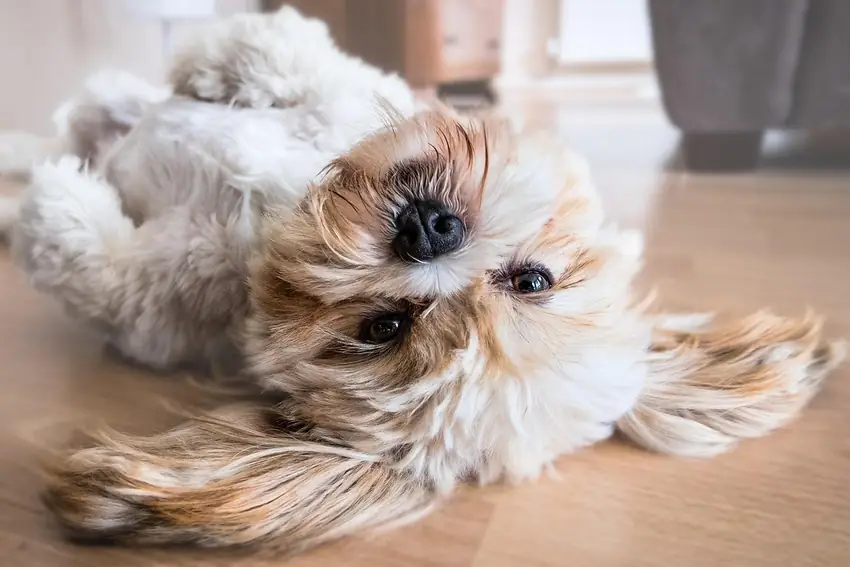 A small dog lying on the wooden floor beside a table
