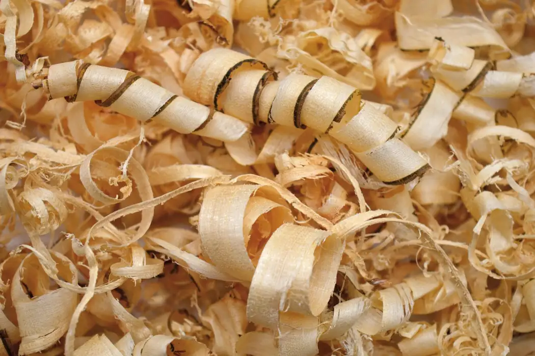 A heap of curled wood shavings from a hand plane